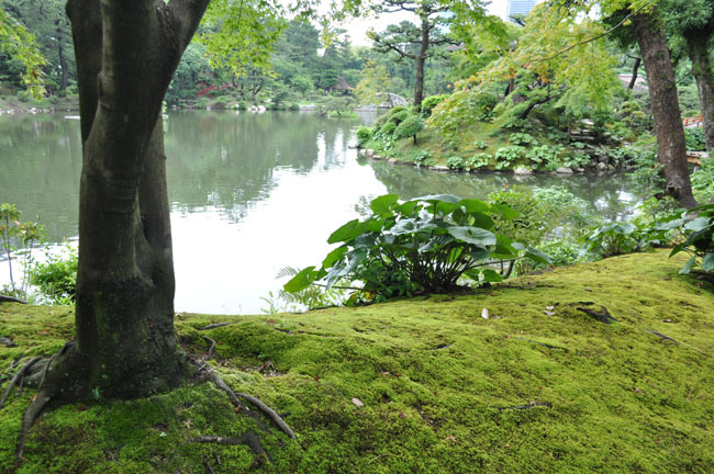 広島縮景園　苔と濯纓池(タクエイチ)
